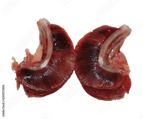 Two raw turkey gizzards with fibrous muscle texture in studio lighting for culinary presentation