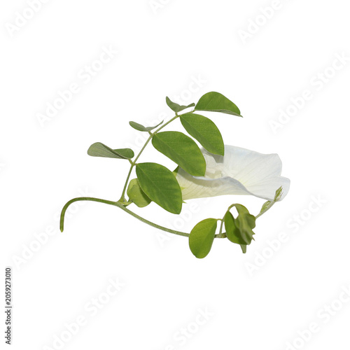 White Pea Flower with Green Leaves Isolated on White