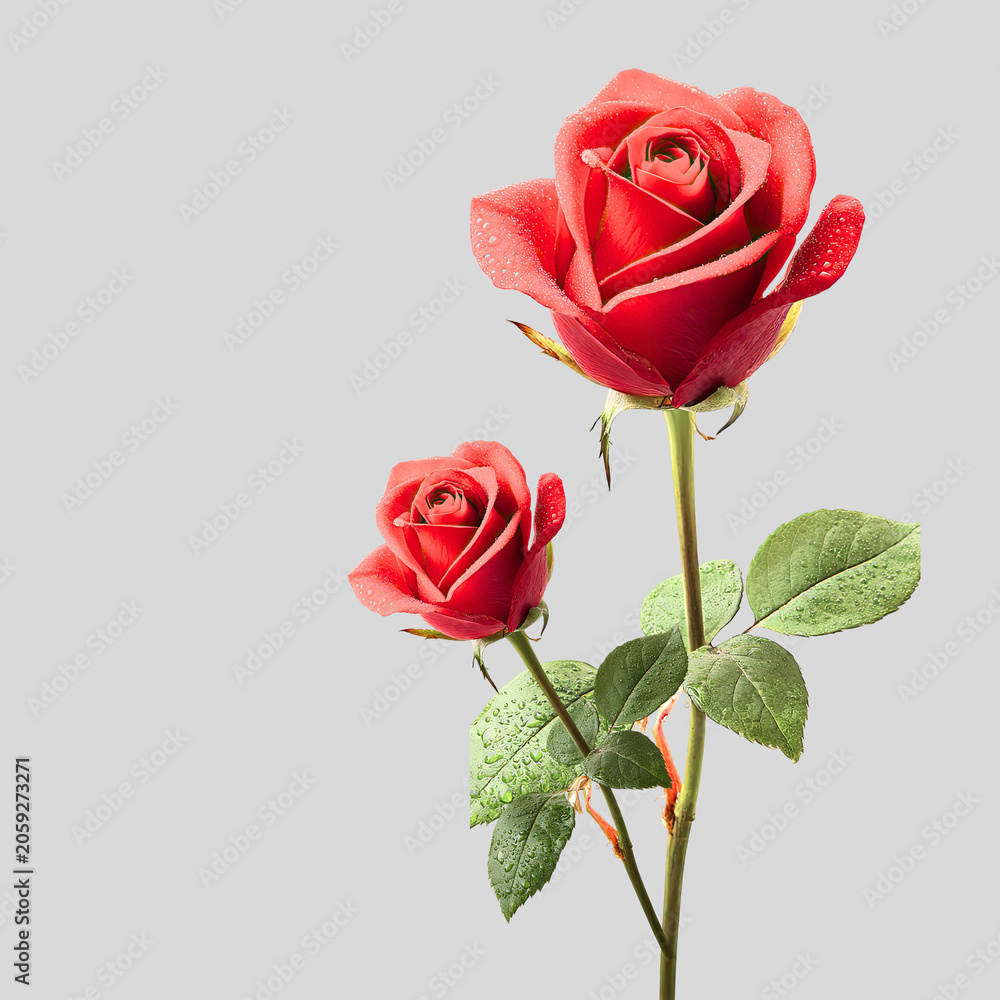 Fototapeta premium Red rose isolated on white background