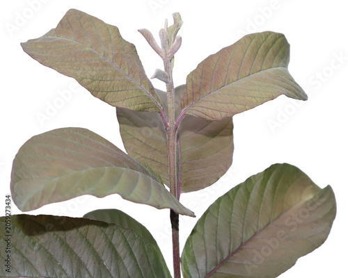 Young guava plant with new growth and textured leaves during soft studio lighting
