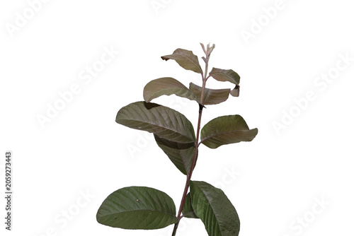 Young Guava Plant Branch With New Growth Against White