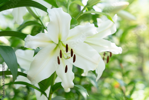 日比谷公園のユリ花壇