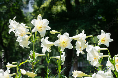 日比谷公園のユリ花壇