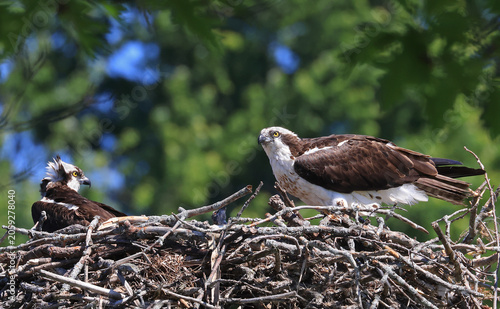 Osprey family on the nest with baby and a green background