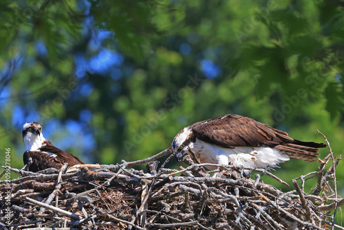 Osprey family on the nest with baby and a green background