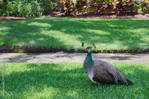 Konstfotografi Peahen Peacock Standing on Lush Garden Lawn Near Stone Path in Sunny Park showcasing subtle brown and green plumage in a calm outdoor wildlife scene