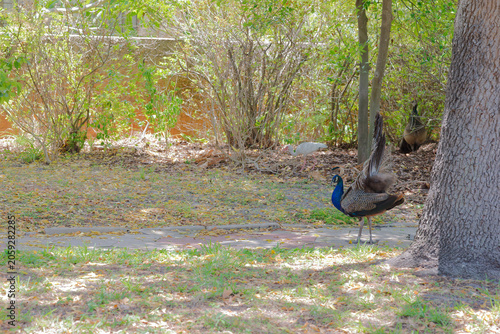Konstfotografi Peahen Peacock Standing on Lush Garden Lawn Near Stone Path in Sunny Park showcasing subtle brown and green plumage in a calm outdoor wildlife scene