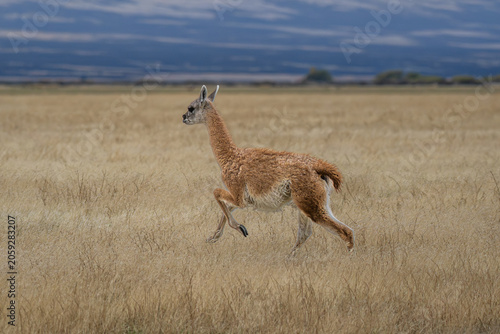 Obraz na plátně Guanaco on the run