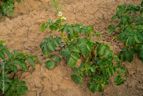 Potato plant in bloom on the field , closeup shot