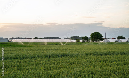 Industrial field irrigation system, , wheat in foreground and greenhouses in background 