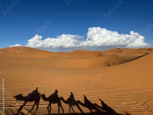 Golden Sand Dunes in the Sahara Desert
