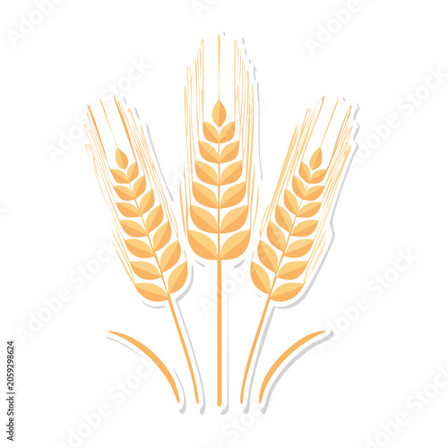 Flat design wheat stalks illustration
