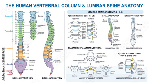 Fotografia Human vertebral column and lumbar spine anatomy medical chart