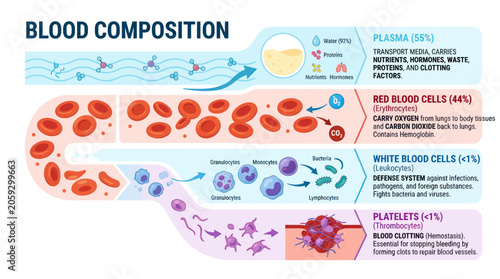 Obraz na plátně Human blood composition infographic with cells and plasma functions