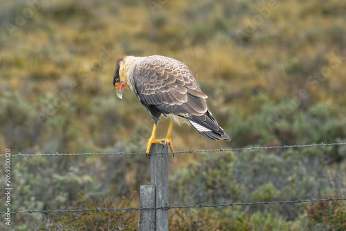 Caracara on a fence