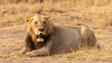 African lion looking directly in Amboseli National Park in Kenya Africa