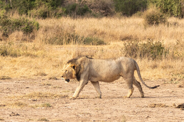 African lion stalking in Amboseli National Park in Kenya Africa