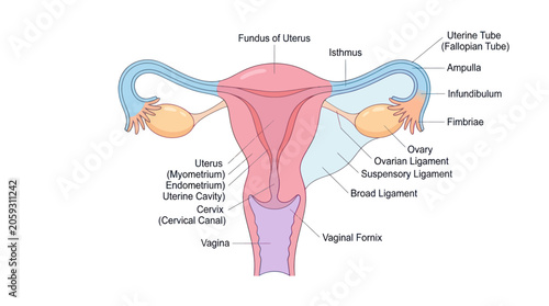 Quadro su tela Female reproductive system anatomy diagram with detailed labels
