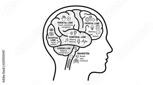 Bild auf Leinwand Human brain anatomy diagram showing lobes and cognitive functions