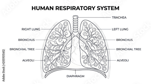Photography Human respiratory system anatomy diagram with detailed labels