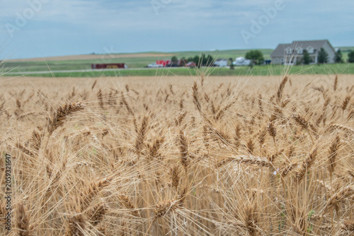 wheat field in the summer