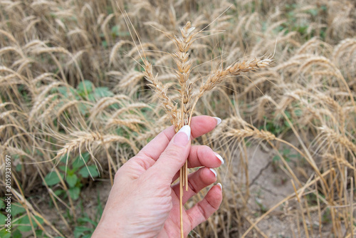 hand picking up wheat
