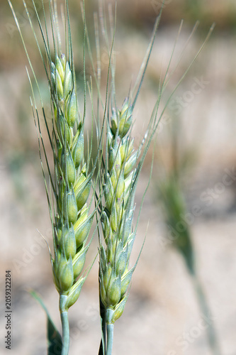 ears of wheat