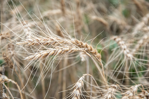 ears of wheat