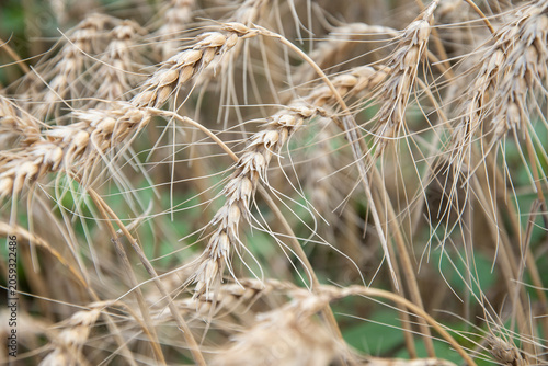 Wheat stocks