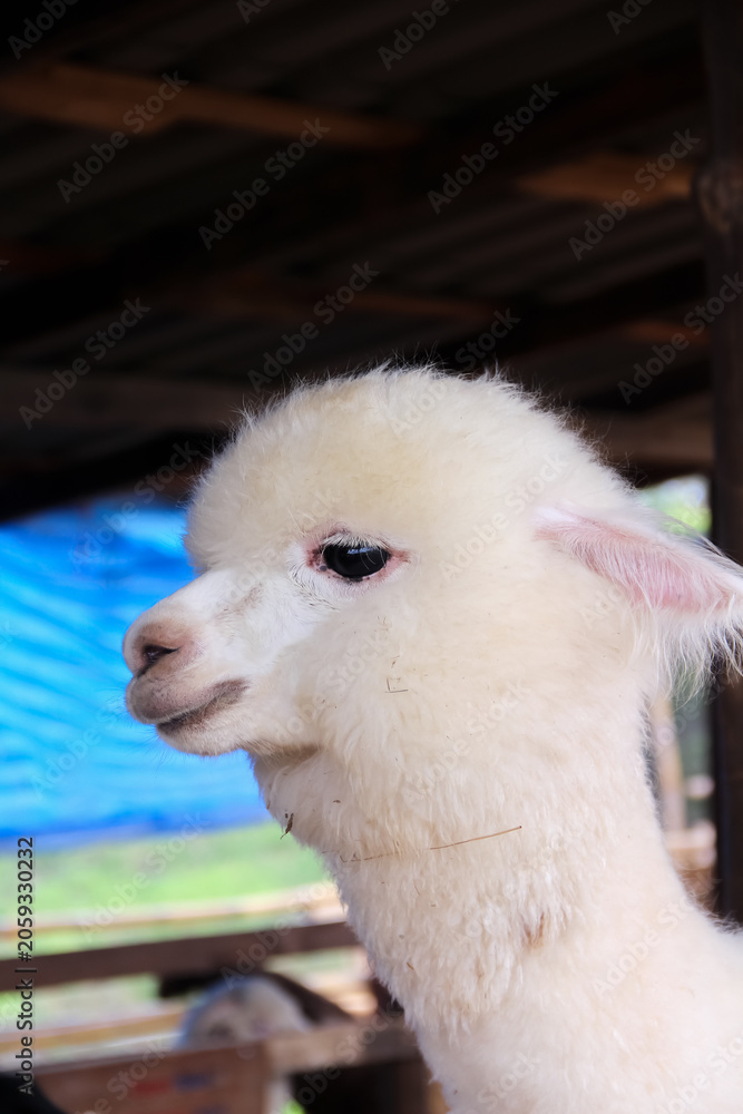 Obraz premium Close up alpaca in sheep farm