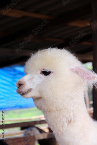 Close up alpaca in sheep farm