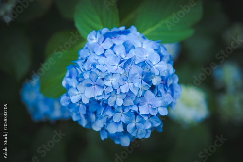 雨上がりに美しく咲く高幡不動尊の紫陽花