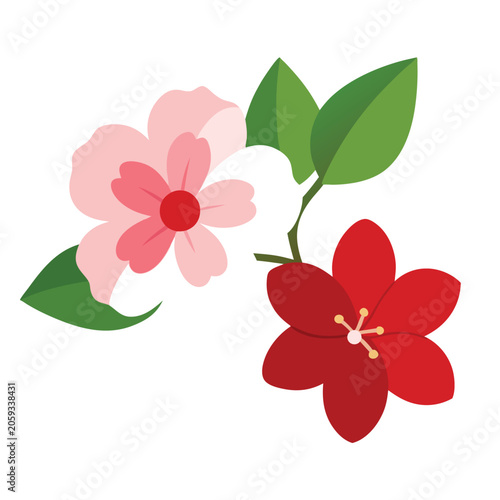 red rose isolated on white background