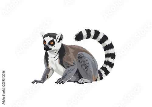 Vector illustration of a ring-tailed lemur with distinct black and white striped tail, sitting in profile on a white background, featuring gray fur, orange eyes, and black mask.