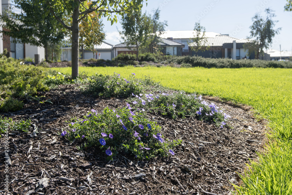 Fototapeta premium Convolvulus sabatius, commonly known as ground morning glory, blooming in a mulched garden bed.&nbsp;A drought-tolerant ground cover widely used in Australian suburban council and residential landscaping