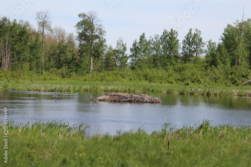 Beaver Lodge, Elk Island National Park, Alberta