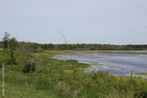 Summer On The Bay, Elk Island National Park, Alberta