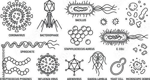 Foto Microorganism and virus line icon set with coronavirus bacteriophage bacillus spirochete ecoli adenovirus yeast cell graphic vector illustration