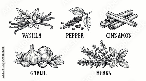 Bild auf Leinwand Collection of hand drawn culinary spices and aromatic herbs