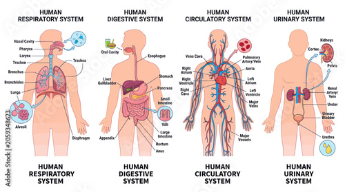 Tableau sur toile Human anatomy diagram showing respiratory digestive circulatory urinary