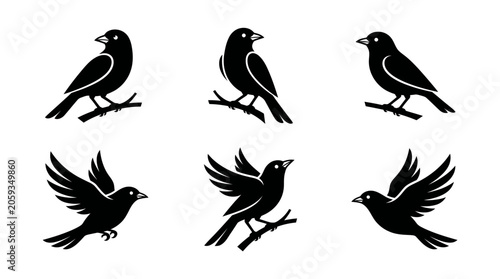 Photos Silhouettes of Birds Perched and Flying on Branches