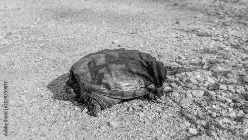 Photography wide angle black and white view of a common snapping turtle crossing a gravel path
