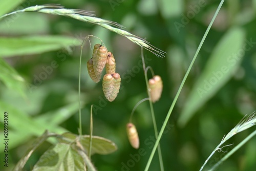 Valokuva Big quaking grass (Briza maxima)
