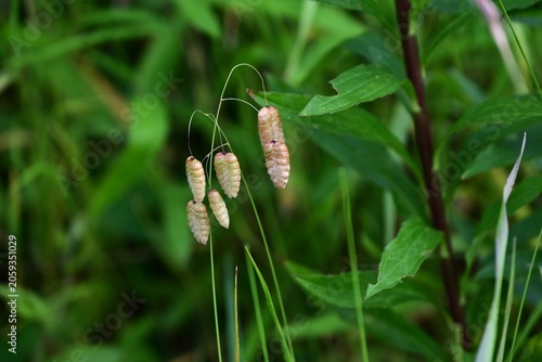 Fotografi Big quaking grass (Briza maxima)