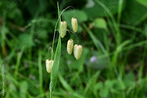 Valokuva Big quaking grass (Briza maxima)