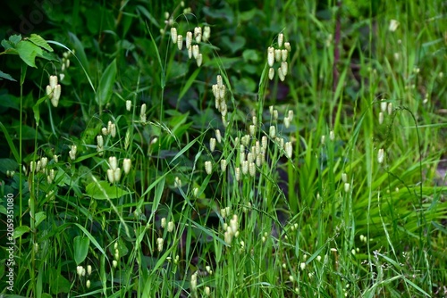 Fotografi Big quaking grass (Briza maxima)