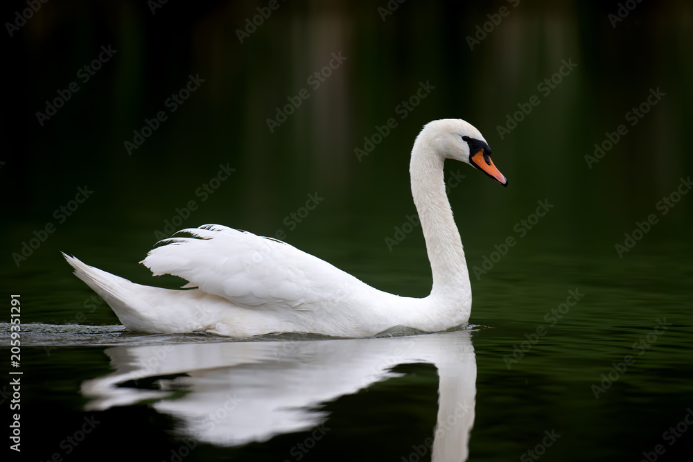 Fototapeta premium White swan resting on dark water background. Elegant bird portrait, calm and peaceful nature concept
