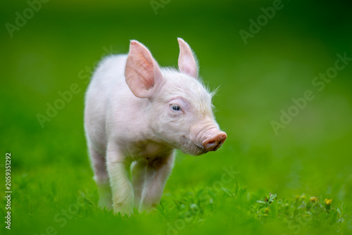 Adorable pink piglet exploring a lush green grassy field