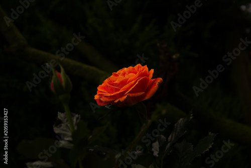 Photography Single orange rose blooming against dramatic dark background.