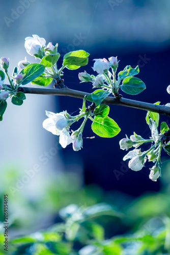 a blooming apple tree in the city garden